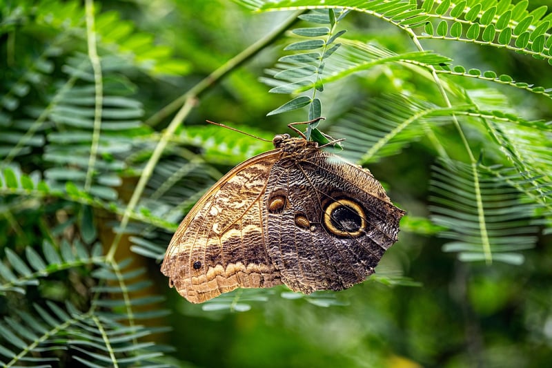 Butterfly Retreat
